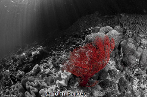 Black white and red by John Parker 